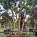 Pinus sylvestris - 7