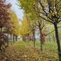 Carpinus betulus 'Frans Fontaine'   (Fastigiata) - impressie herfstkleuren partij