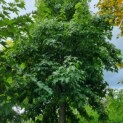 Liquidambar styraciflua - amberboom kroon