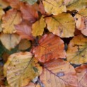 Fagus sylvatica 'Atropunicea' - impressie herfstkleuren rode beuk