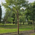 Acer griseum x nikoense - Foto 2