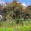 Acer palmatum 'Inaba Shidare' - Foto 4
