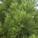 Sequoiadendron giganteum - 4