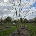 Robinia margaretta 'Casque Rouge' - Foto 1