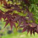 Acer palmatum 'Red Flash' - Foto 2