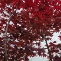 Acer palmatum 'Red Flash' - Foto 1