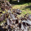 Fagus sylvatica 'Atropunicea' - 2