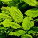 Carpinus betulus - impressie jong blad
