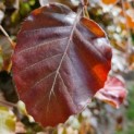 Fagus sylvatica 'Atropunicea' - blad