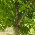 Acer Triflorum - 3