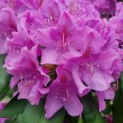 Rhododendron 'Catawbiense Grandiflorum - Afbeelding 2