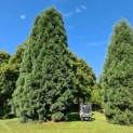 #46 Sequoiadendron giganteum Riesenmammutbaum,