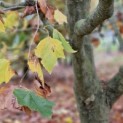 Platanus x hispanica - 1