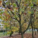 Platanus x hispanica - 2
