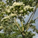 Cornus nuttallii - 8