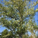 Betula nigra - Foto 4