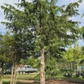 Taxus baccata dovastoniana 'Aurea Pendula' - Foto 2