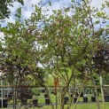 Vaccinium corymbosum 'Bluecrop' - 5