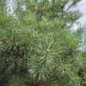 Pinus sylvestris - Foto 9