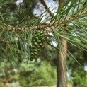 Pinus sylvestris - Foto 10