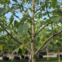 Juglans regia 'Cyril' - Foto 2