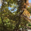 Acer palmatum 'Kurabu-Yama' - Foto 5