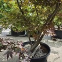 Acer palmatum 'Kurabu-Yama' - Foto 4
