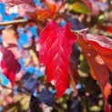 Parrotia persica - Afbeelding 1