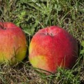 Malus domestica 'Zigeunerin' - Foto 2