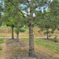 Pinus nigra subsp. Nigra - Foto 2