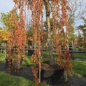 Prunus subhirtella 'Pendula' - 1