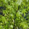 Liquidambar styraciflua 'Worplesdon' - foto impressie zomerblad