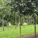Styrax japonicus - 1