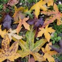 Liquidambar styraciflua - 1689 herfstkleuren november 2023