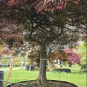 Acer palmatum 'Garnet' - 6