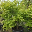 Acer Triflorum - Foto 1