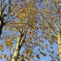 Platanus x hispanica - 3