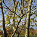 Platanus x hispanica - 2
