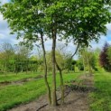 Carpinus betulus - Afbeelding 2