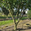 Prunus laurocerasus 'Rotundifolia' - Foto 6