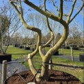 Magnolia 'Soulangeana' - Foto 6