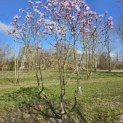 Magnolia loebneri 'Leonard Messel' - Foto 2