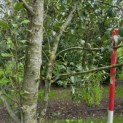 Pyrus communis (handpeer) - Foto 3