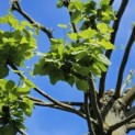 Tilia Tomentosa - 4