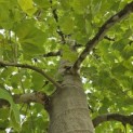 Platanus x hispanica - 2
