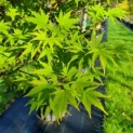 Acer palmatum 'Sangokaku' - Foto 4