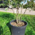 Amelanchier lamarckii - Foto 1