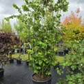 Corylus avellana 'Tonda Romana' - 2