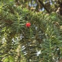 Taxus baccata dovastoniana 'Aurea Pendula' - 3