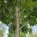 Liquidambar styraciflua 'Palo Alto' - Foto 5